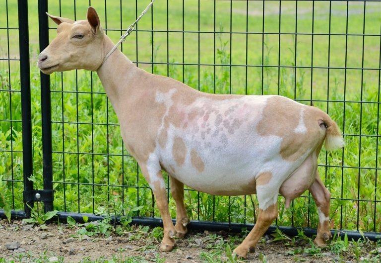 old Mountain Farm Kalamata