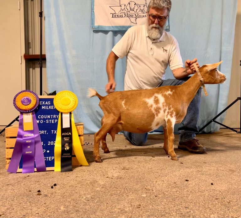 Fawn: Grand Champion, Best in Show